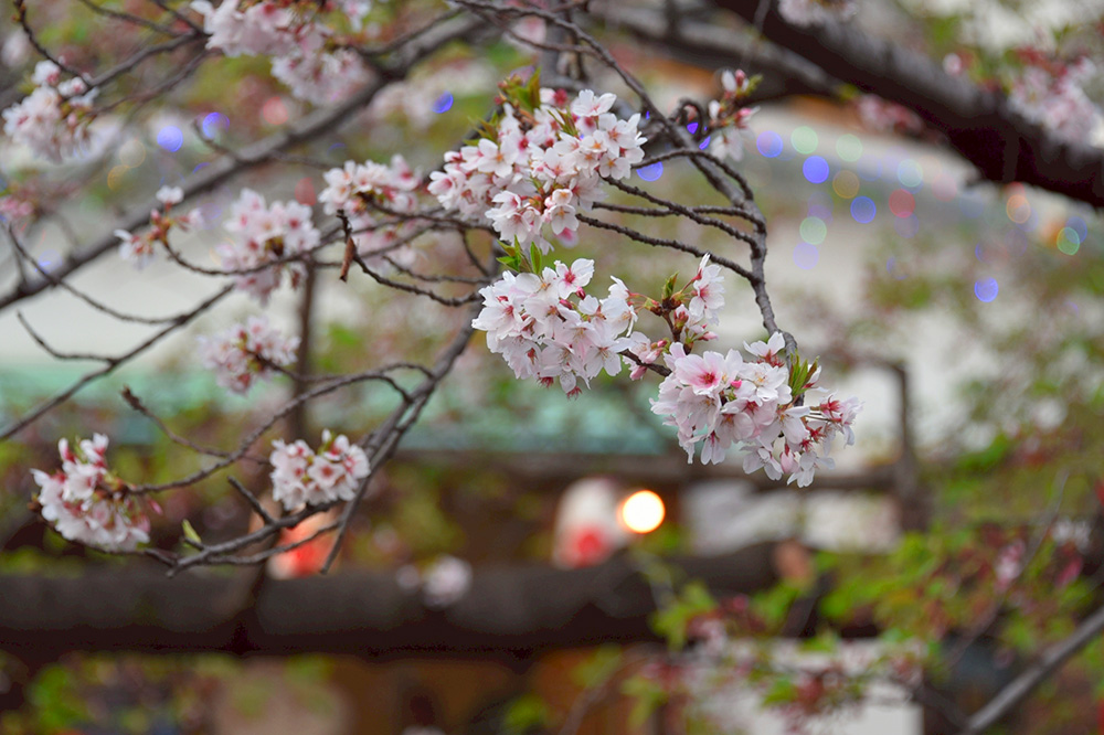 中目黒 春の桜とグルメフェス